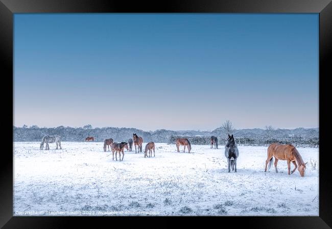 Winter's Grace: Horses Grazing in the Snow Framed Print by Stephen Young