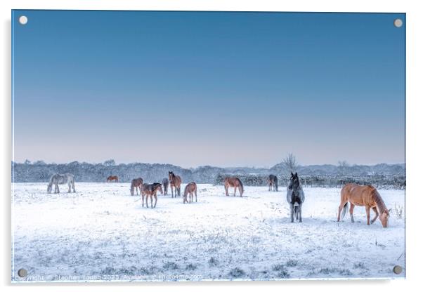 Winter's Grace: Horses Grazing in the Snow Acrylic by Stephen Young