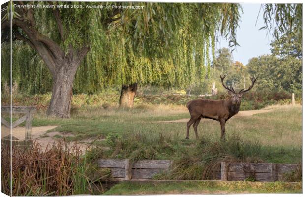 Bushy Park red deer standing by a stream Canvas Print by Kevin White