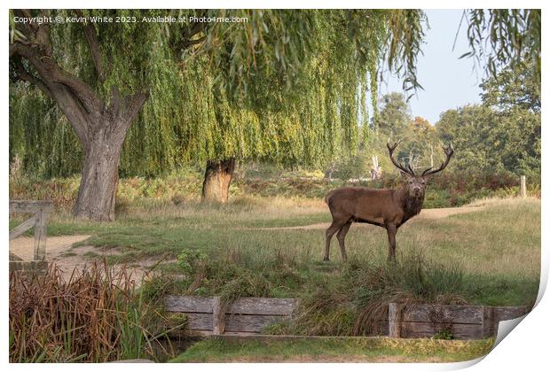 Bushy Park red deer standing by a stream Print by Kevin White