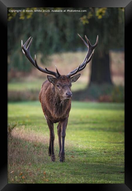 Old male red deer with impressive antlers Framed Print by Kevin White