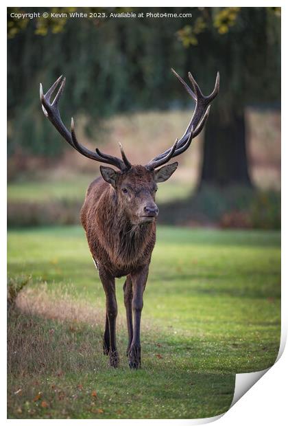 Old male red deer with impressive antlers Print by Kevin White