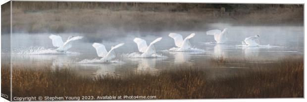 Winter's Grace: Six Swans Landing Canvas Print by Stephen Young
