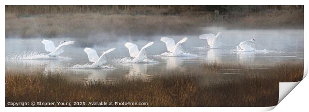Winter's Grace: Six Swans Landing Print by Stephen Young