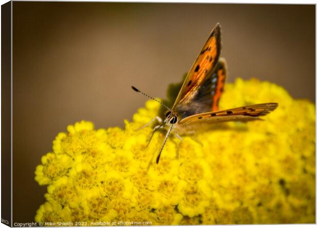 Small Copper Butterfly Canvas Print by Mike Shields