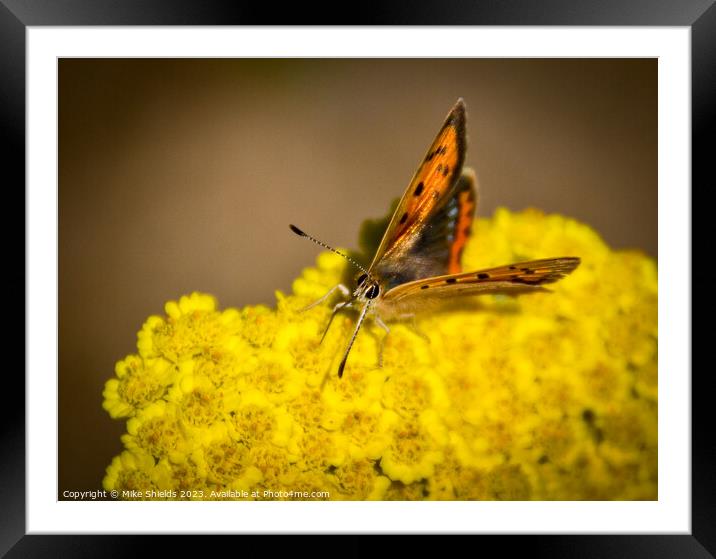 Small Copper Butterfly Framed Mounted Print by Mike Shields