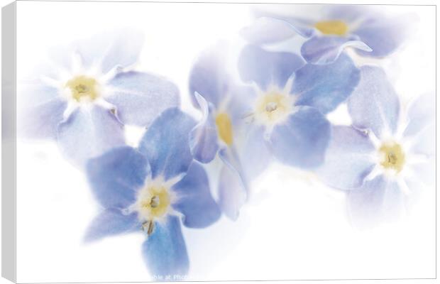 Watercolor Dreams: Forget-Me-Not Flowers Canvas Print by Stephen Young