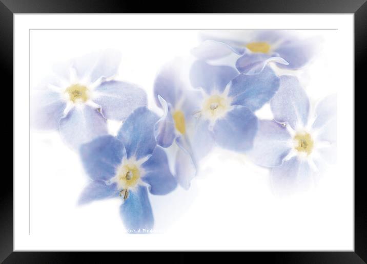 Watercolor Dreams: Forget-Me-Not Flowers Framed Mounted Print by Stephen Young