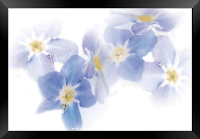 Watercolor Dreams: Forget-Me-Not Flowers Framed Print by Stephen Young