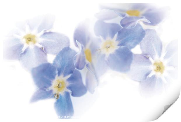 Watercolor Dreams: Forget-Me-Not Flowers Print by Stephen Young