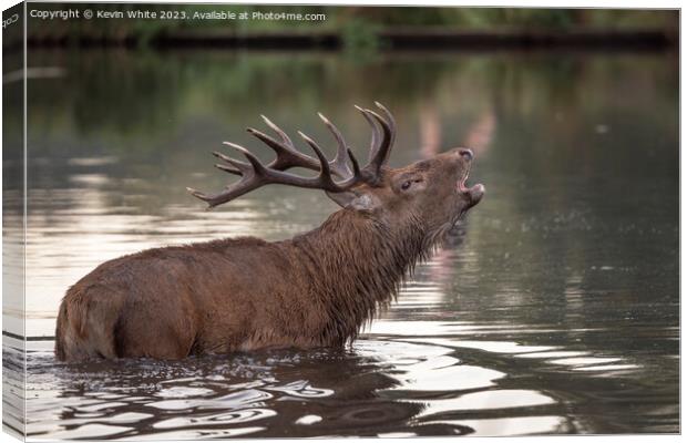 Red deer calling across the pond to a Hind he has spotted Canvas Print by Kevin White