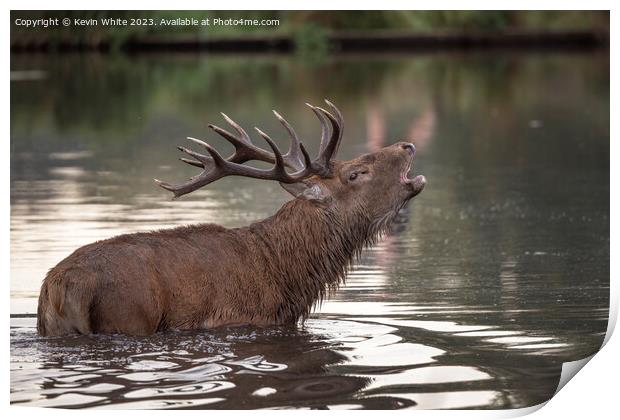 Red deer calling across the pond to a Hind he has spotted Print by Kevin White