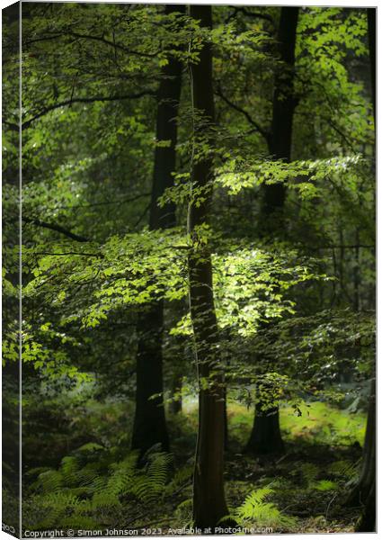 sunlit woodland Canvas Print by Simon Johnson
