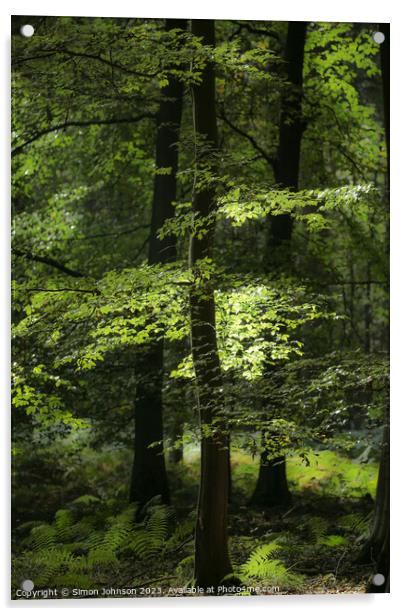 sunlit woodland Acrylic by Simon Johnson