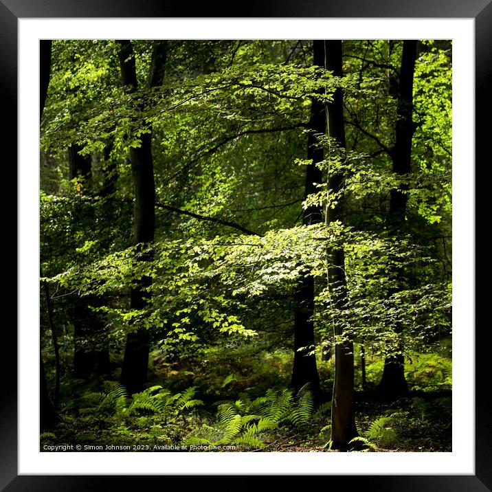 Sunlit Woodland  Framed Mounted Print by Simon Johnson