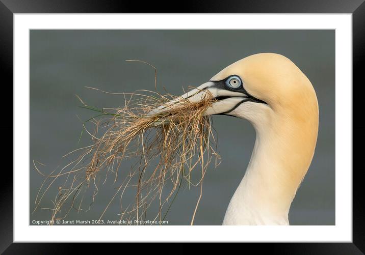 Gathering Gannet Framed Mounted Print by Janet Marsh  Photography