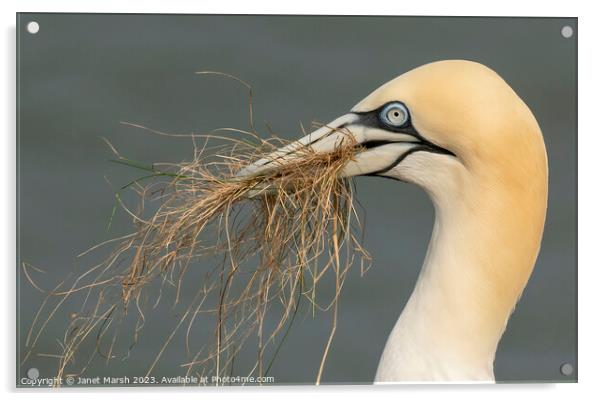 Gathering Gannet Acrylic by Janet Marsh  Photography