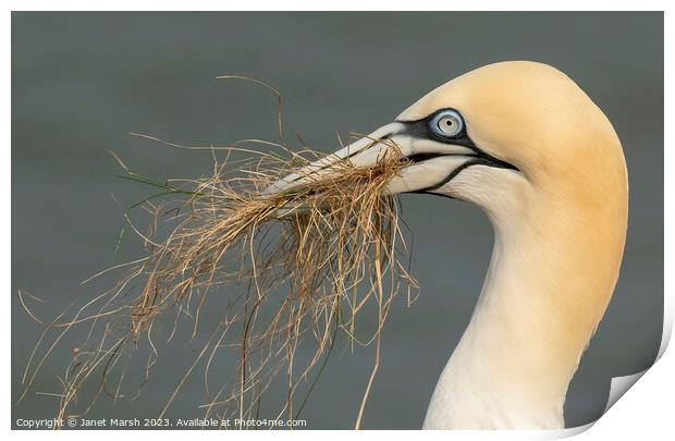 Gathering Gannet Print by Janet Marsh  Photography