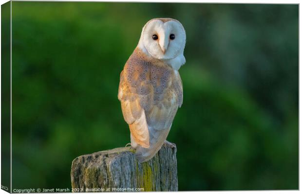 Perched Barn Owl Canvas Print by Janet Marsh  Photography
