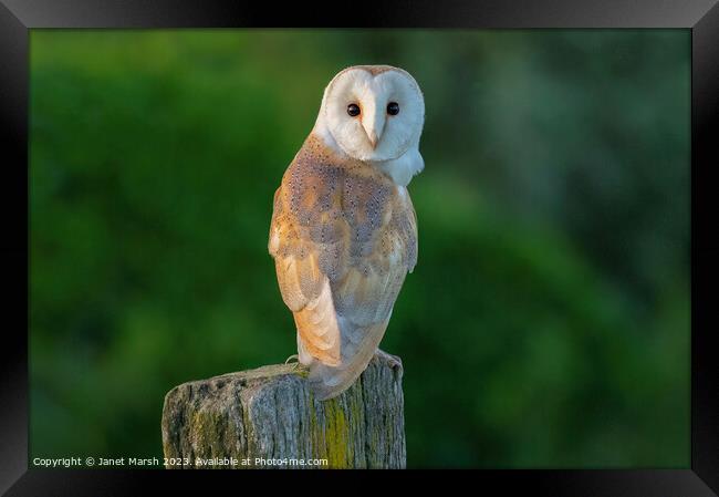 Perched Barn Owl Framed Print by Janet Marsh  Photography