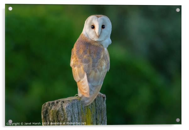 Perched Barn Owl Acrylic by Janet Marsh  Photography