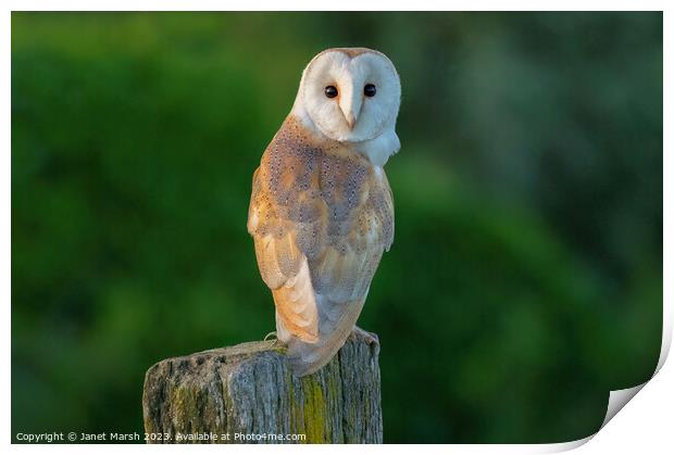 Perched Barn Owl Print by Janet Marsh  Photography