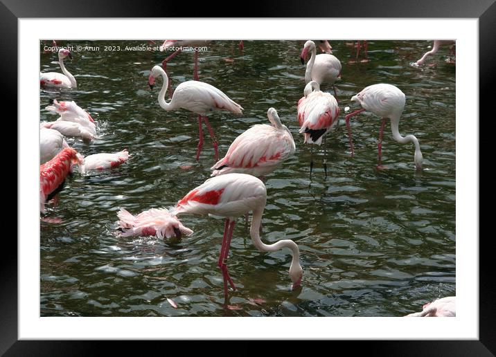 Flamingos in a zoo in Hong Kong  Framed Mounted Print by Arun 