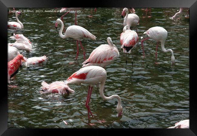 Flamingos in a zoo in Hong Kong  Framed Print by Arun 