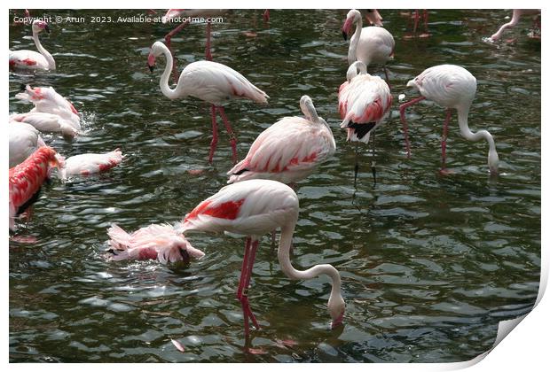 Flamingos in a zoo in Hong Kong  Print by Arun 