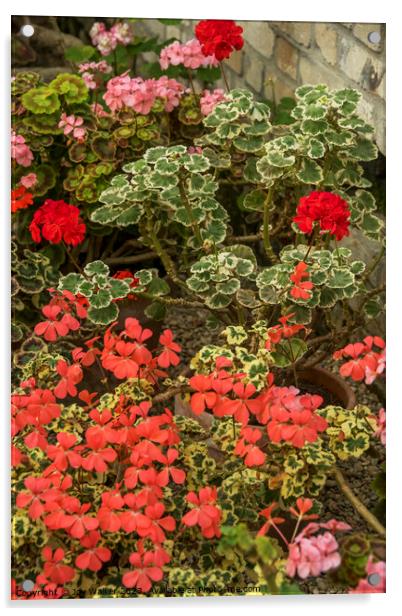 Flowering geraniums in greenhouse setting Acrylic by Joy Walker