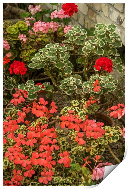 Flowering geraniums in greenhouse setting Print by Joy Walker