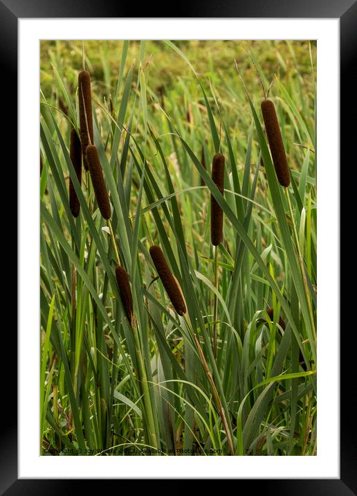 Brown bulrush flower spikes growing in a disused canal Framed Mounted Print by Joy Walker