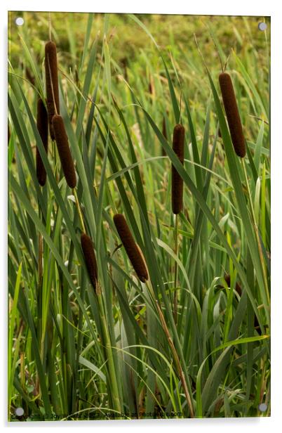 Brown bulrush flower spikes growing in a disused canal Acrylic by Joy Walker