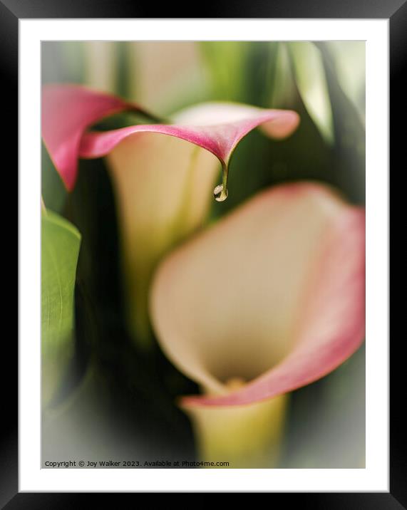 Calla lily flowers   Framed Mounted Print by Joy Walker