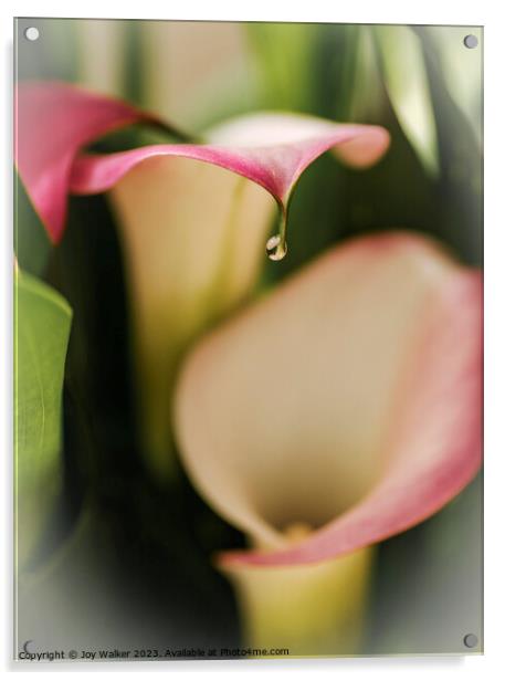 Calla lily flowers   Acrylic by Joy Walker