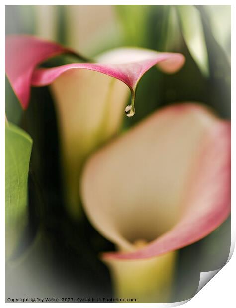 Calla lily flowers   Print by Joy Walker