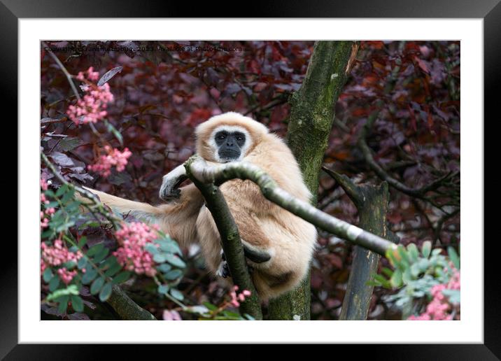 Lar Gibbon's Scarlet Retreat Framed Mounted Print by rawshutterbug 