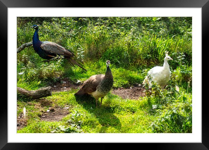 Three peacocks Framed Mounted Print by kathy white