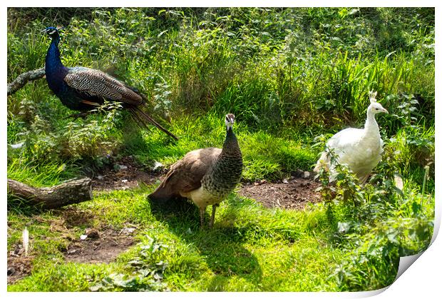 Three peacocks Print by kathy white