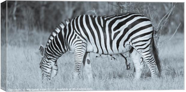 Grazing Zebra Canvas Print by Margaret Ryan