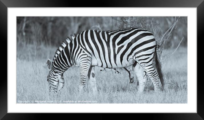 Grazing Zebra Framed Mounted Print by Margaret Ryan