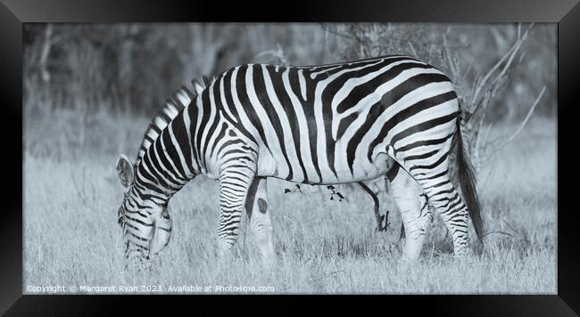 Grazing Zebra Framed Print by Margaret Ryan