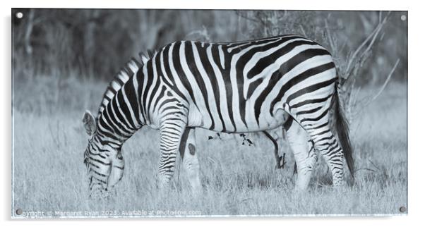 Grazing Zebra Acrylic by Margaret Ryan