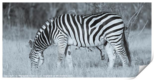Grazing Zebra Print by Margaret Ryan