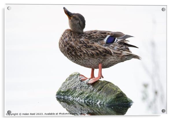 Mallard female duck posing on a rock Acrylic by Helen Reid