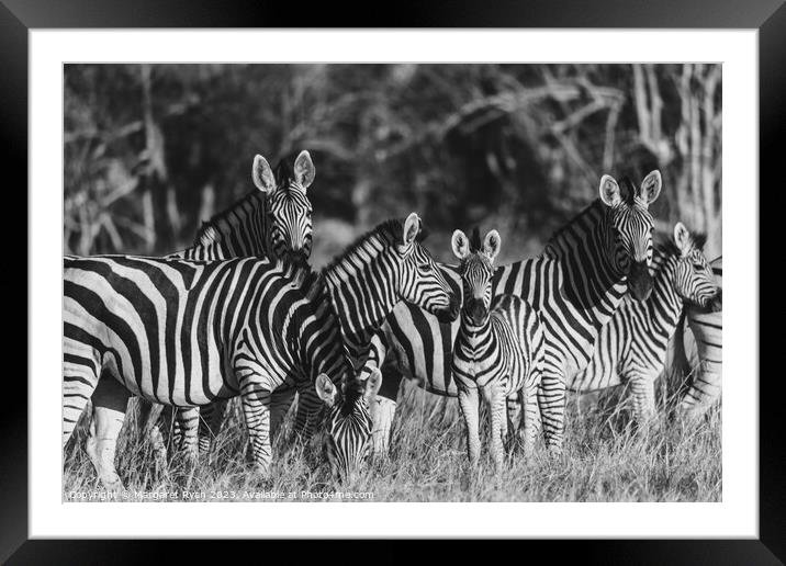 Plains Zebra Family  Framed Mounted Print by Margaret Ryan