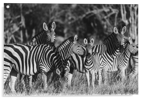 Plains Zebra Family  Acrylic by Margaret Ryan
