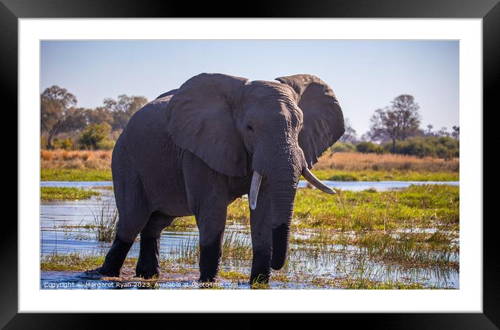African Savanna Elephant Framed Mounted Print by Margaret Ryan