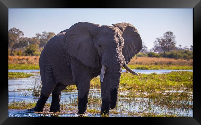 African Savanna Elephant Framed Print by Margaret Ryan