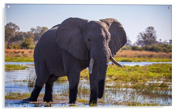 African Savanna Elephant Acrylic by Margaret Ryan